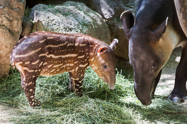 Tapir Calf Named Toliver