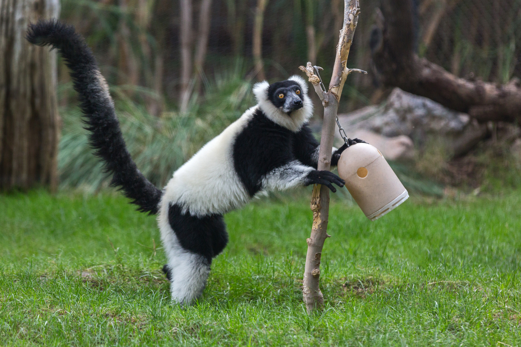 Lemur Fun