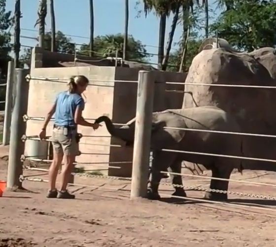 Behind-the-Scenes with Elephants