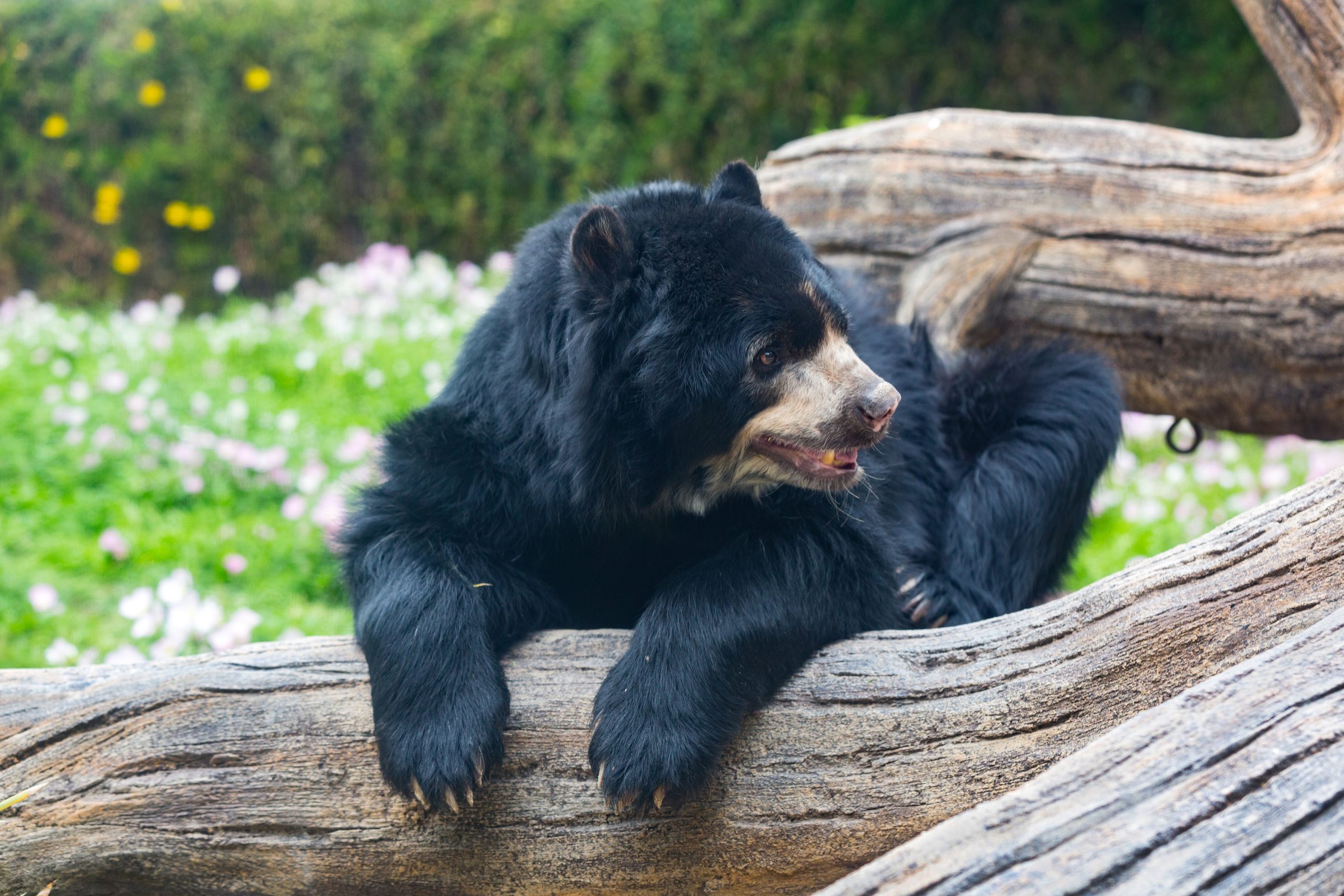 Spotlight on Andean Bears
