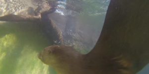 Otter fish