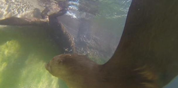 Live Fish for the Animals