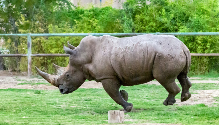 World Rhino Day Celebration | Reid Park Zoo