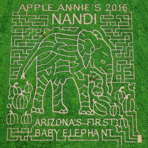 Who’s in the Corn Maze? Nandi!