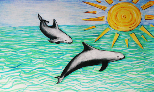 Vaquita Conservation