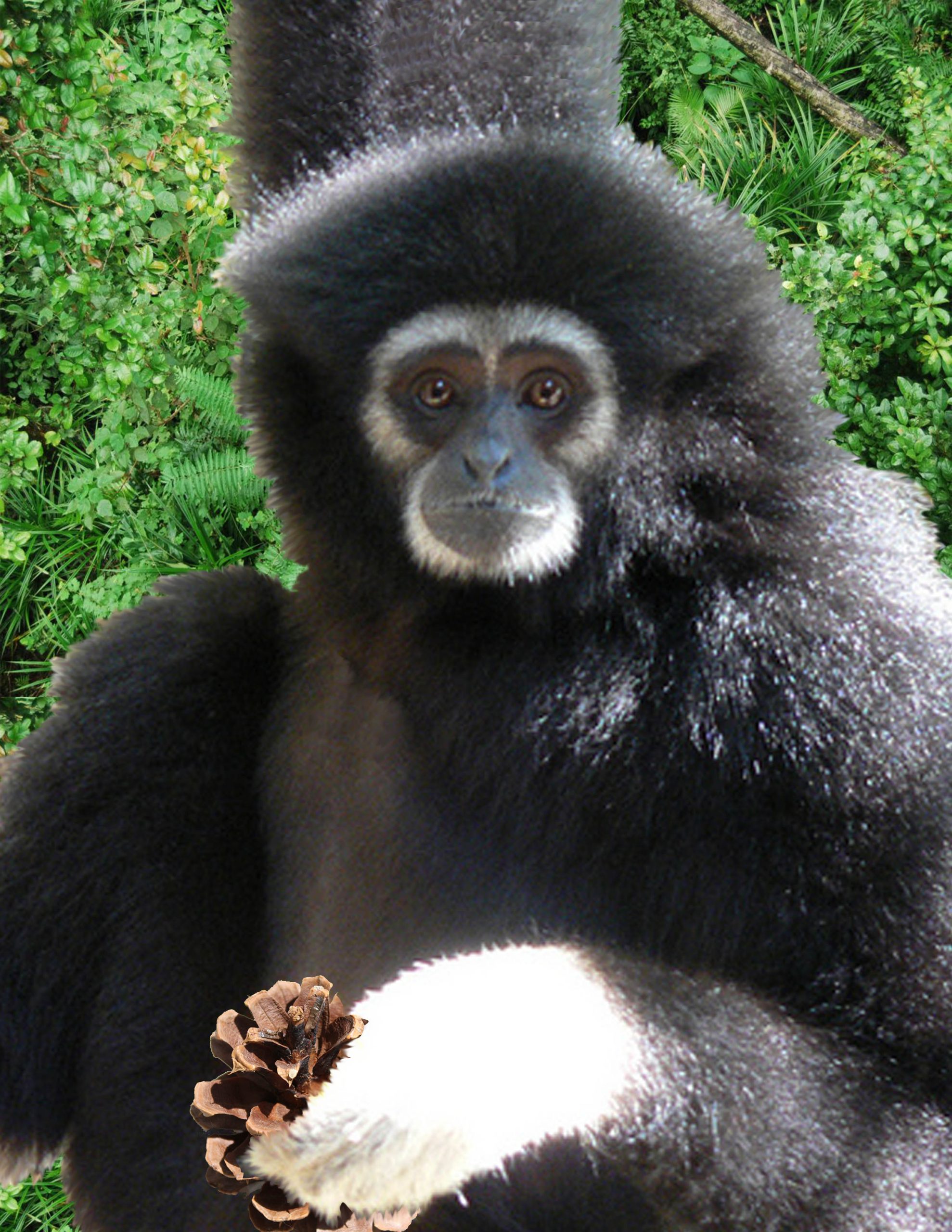 Gibbons update from the Zoo Administrator