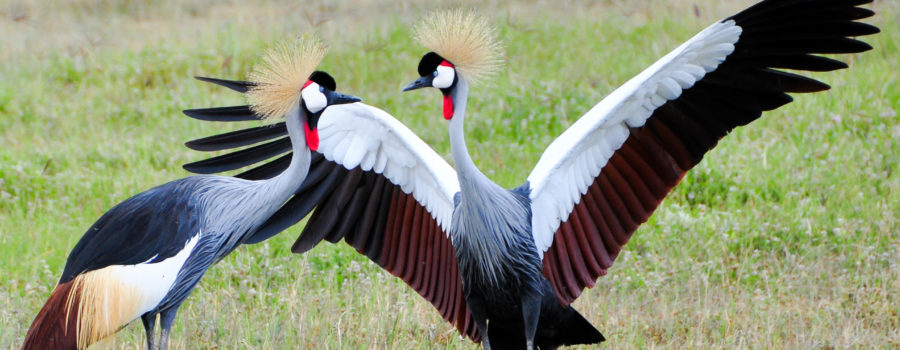 African Crowned Crane