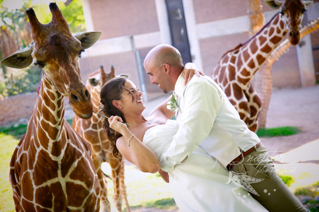 Wedding at zoo with Giraffe background