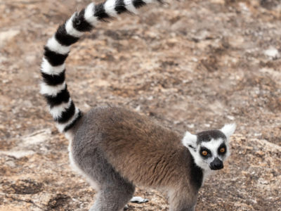 Ring-Tailed Lemur Web Cam