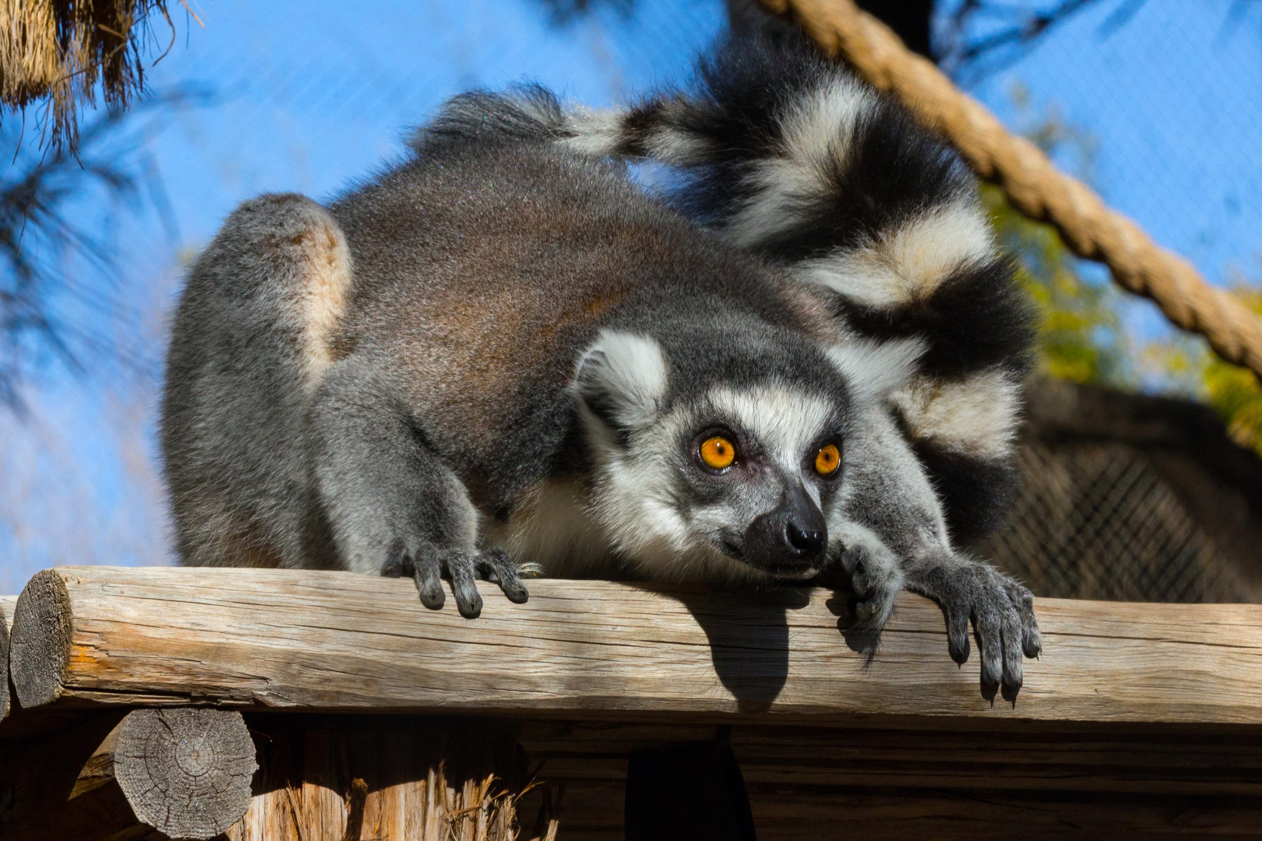 Move it, move it to the Zoo and meet the new ring-tailed lemurs!