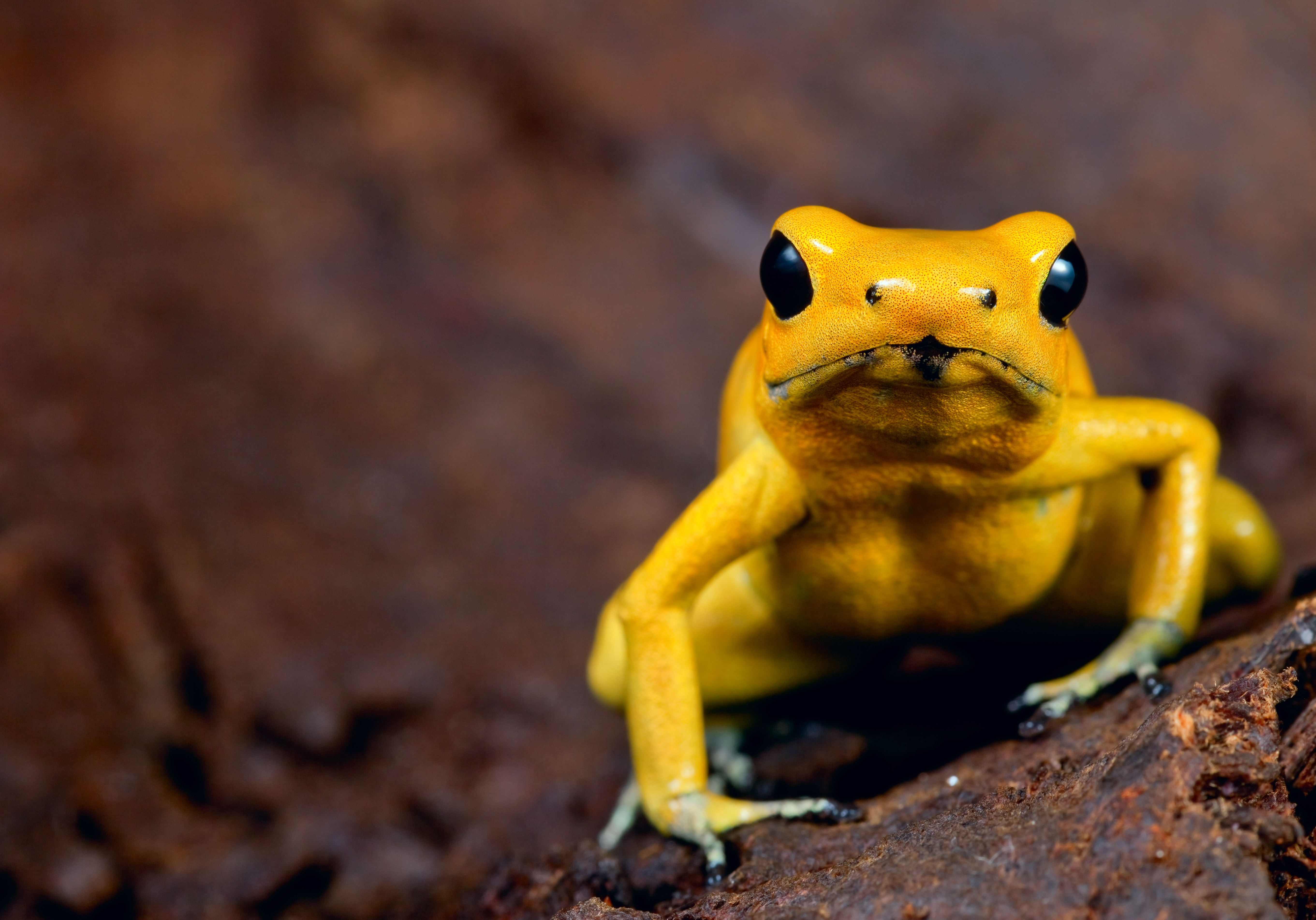 How Deadly Are Poison Dart Frogs?