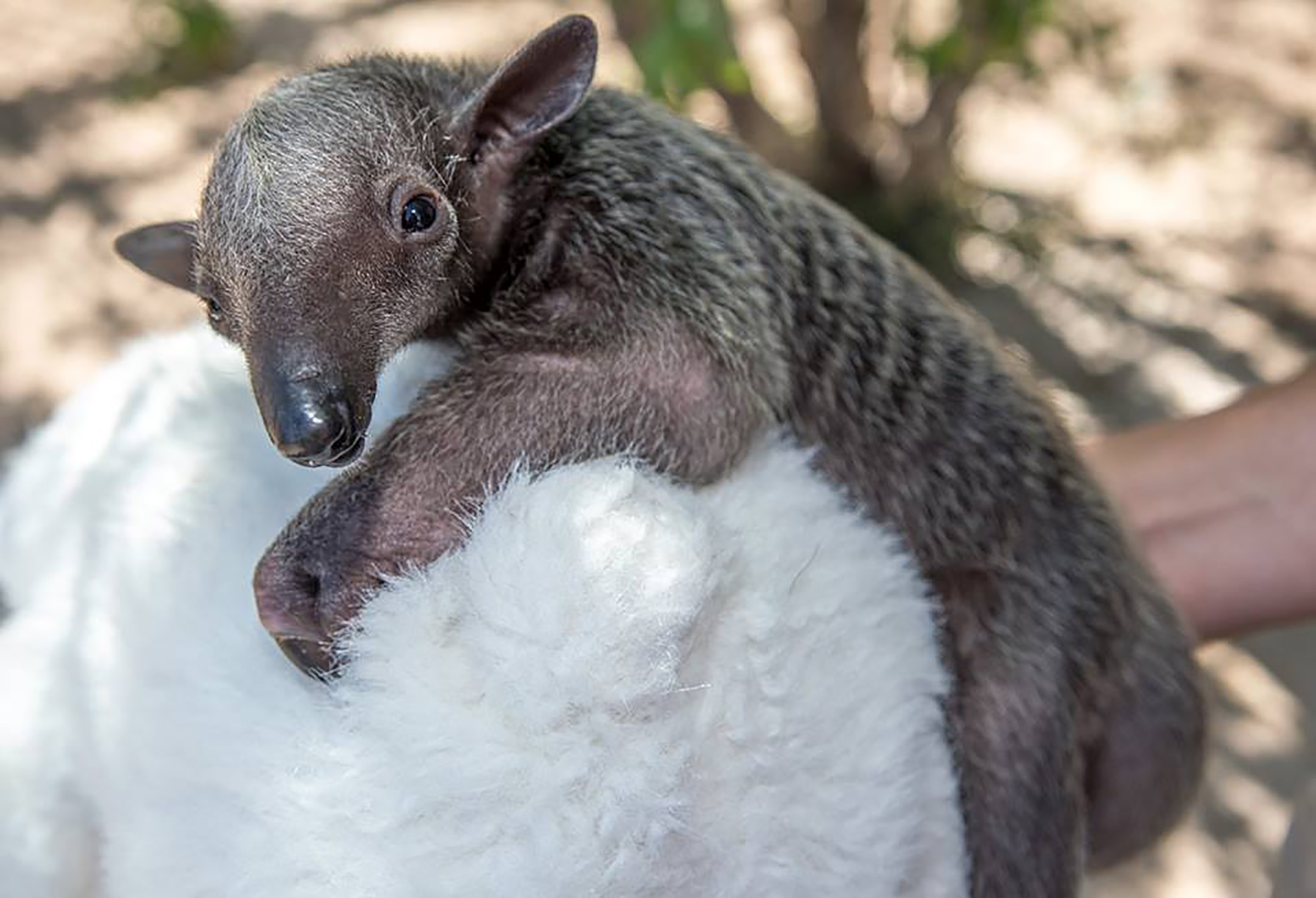 Meet Miss Earth Day – Terra, the tamandua!