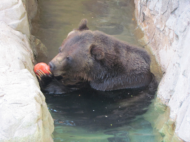 Reid Park Zoo closing early due to record temps