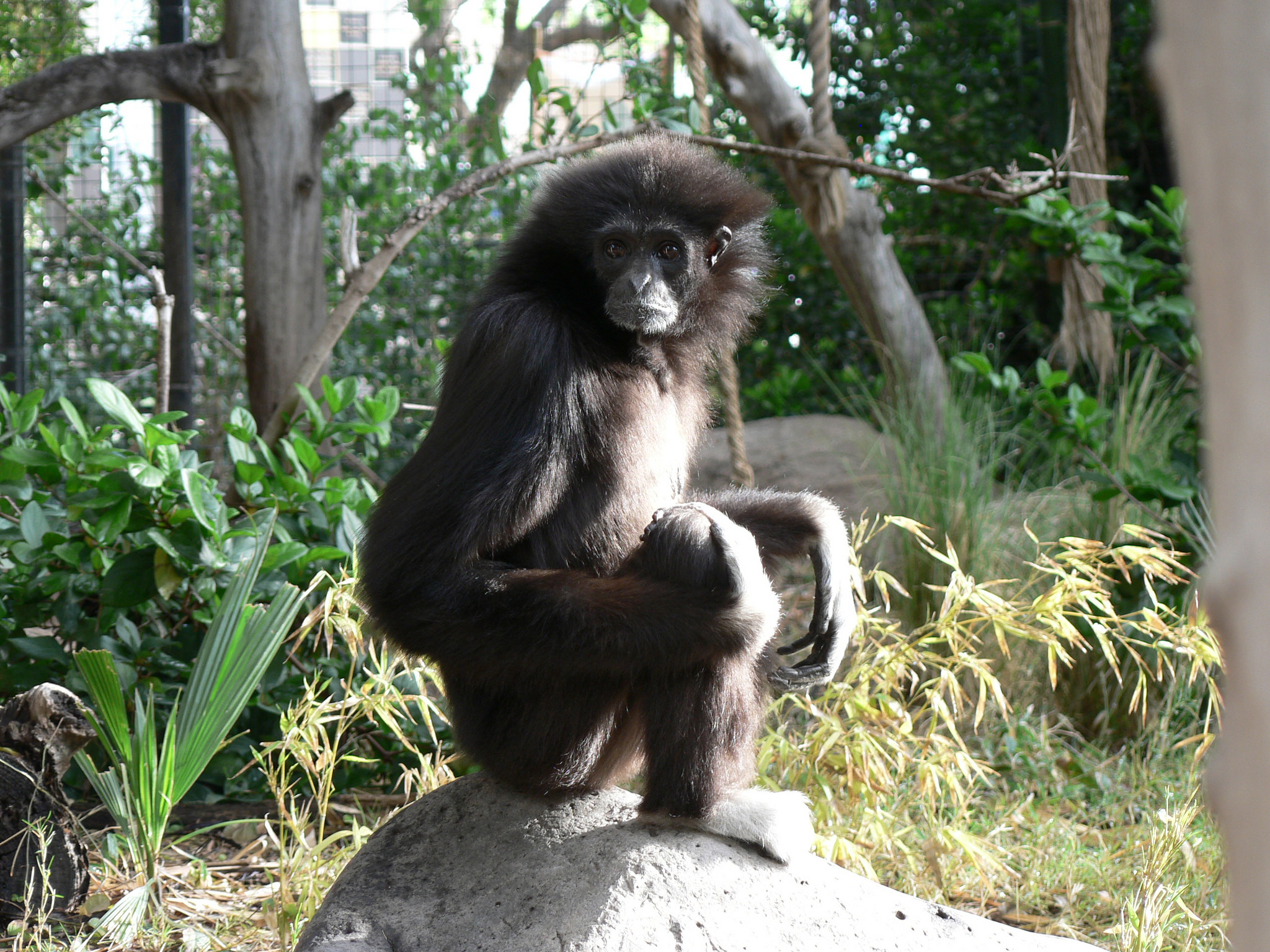 Reid Park Zoo says goodbye to ostrich and white-handed gibbon