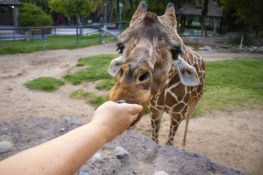 Giraffe feeding