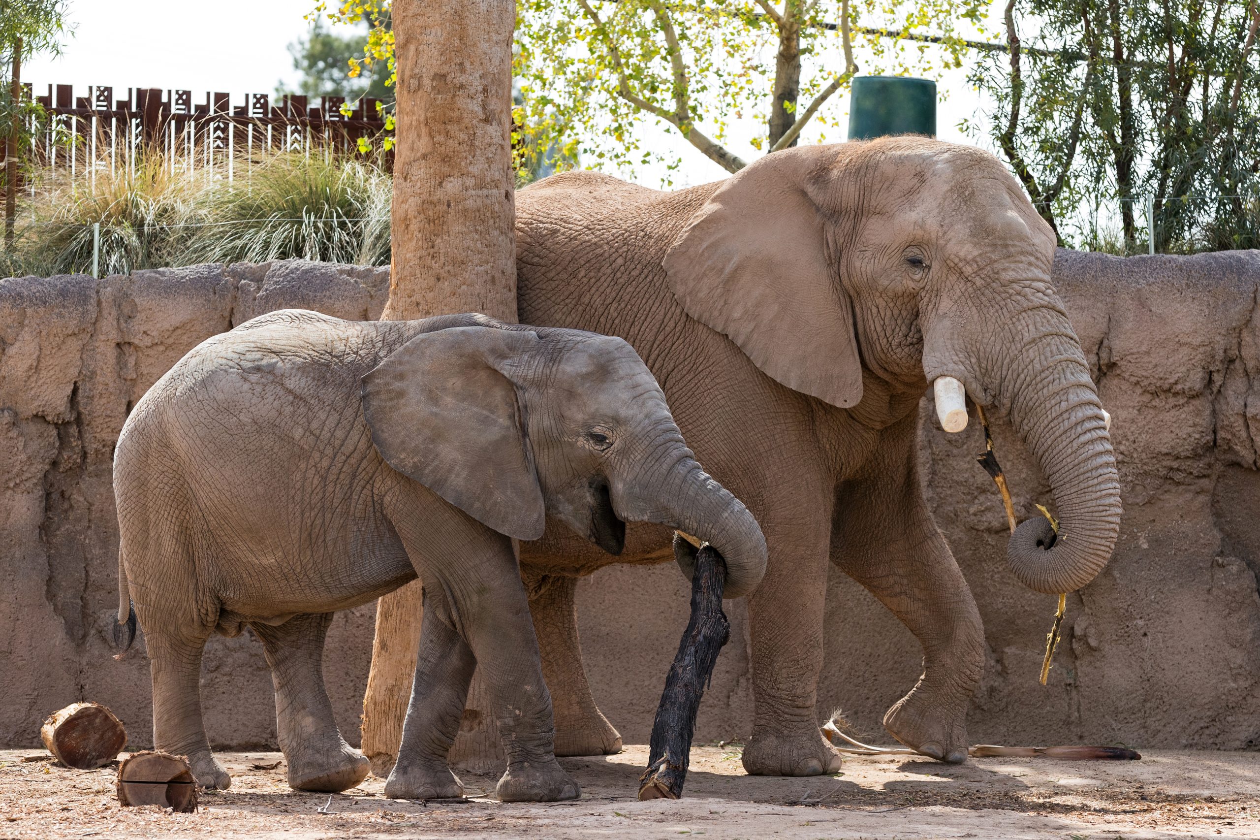 Mabu Returns To Reid Park Zoo