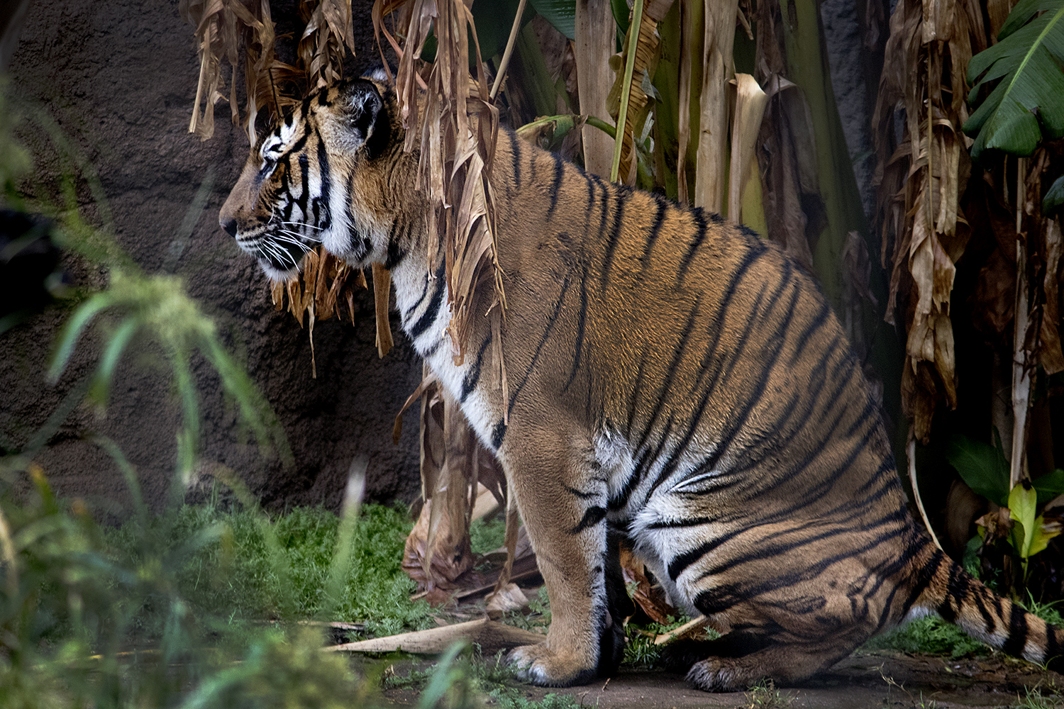 Giant Tiger — Local — PtboCanada