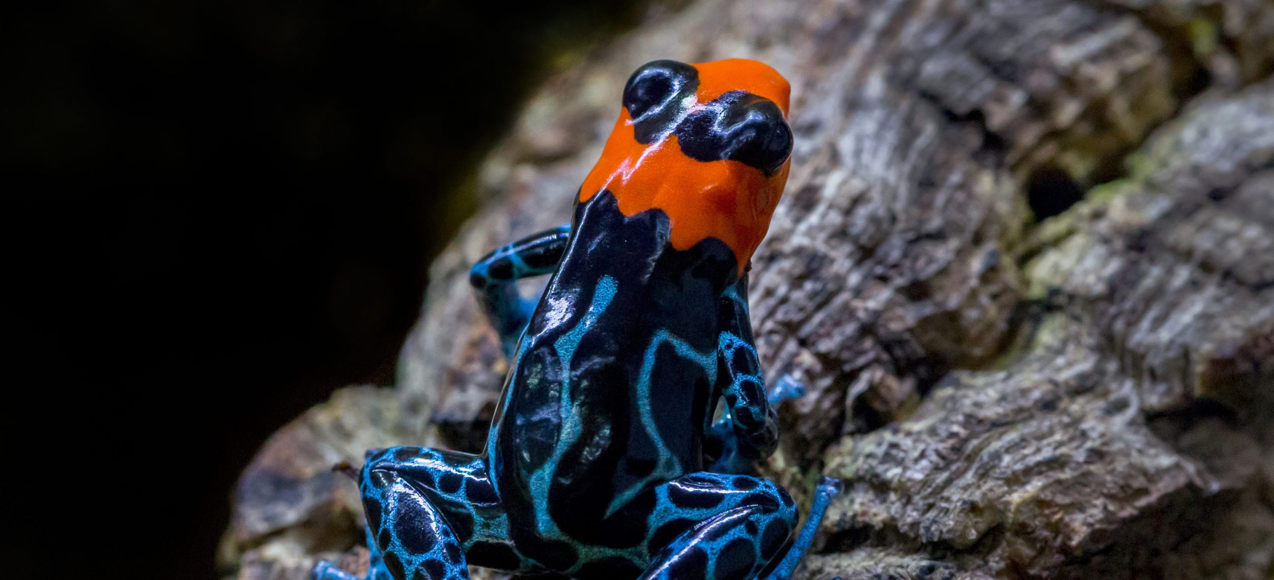 Lets HOP for World Frog Day!