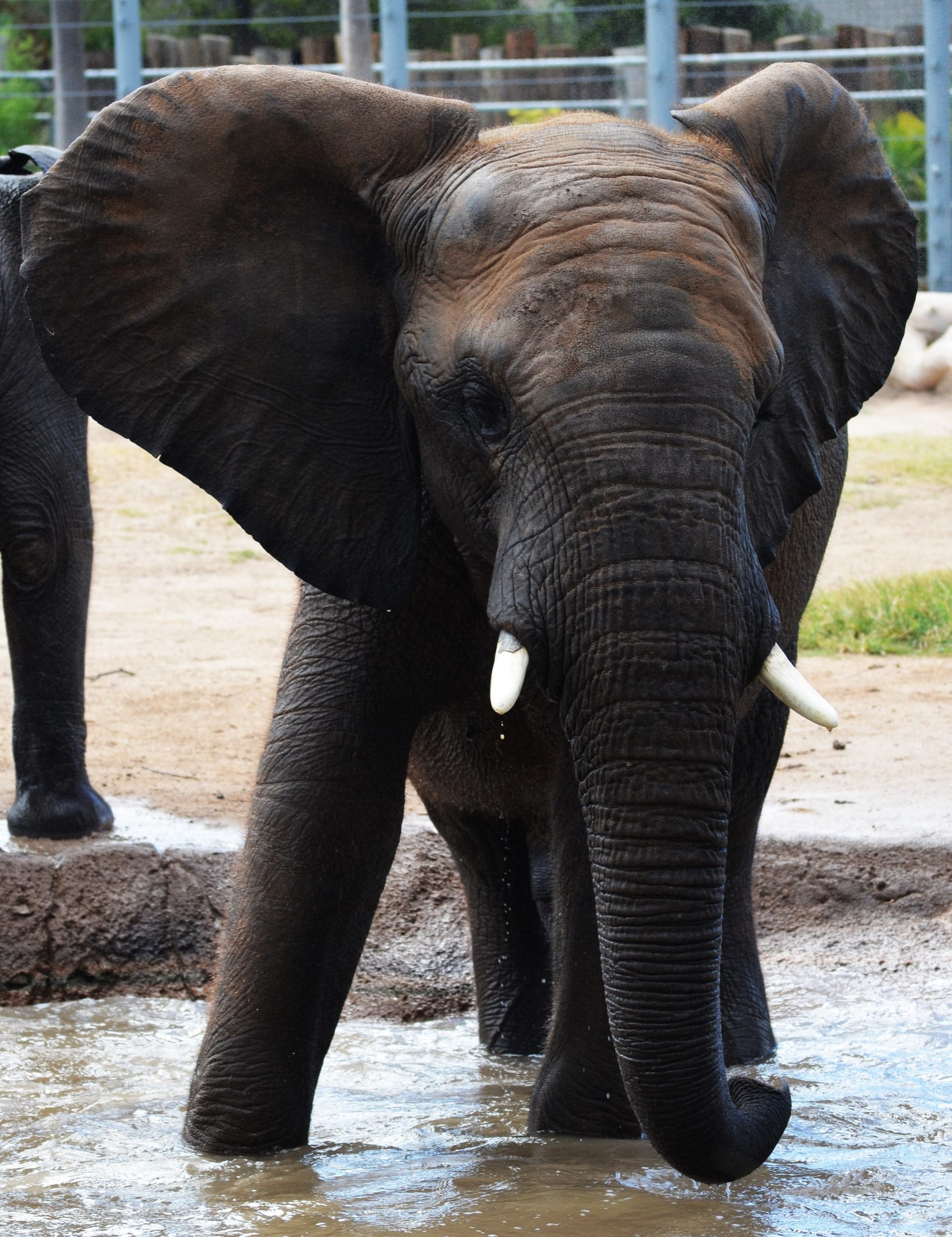 Zoo Staff Deeply Saddened by Elephant’s Death