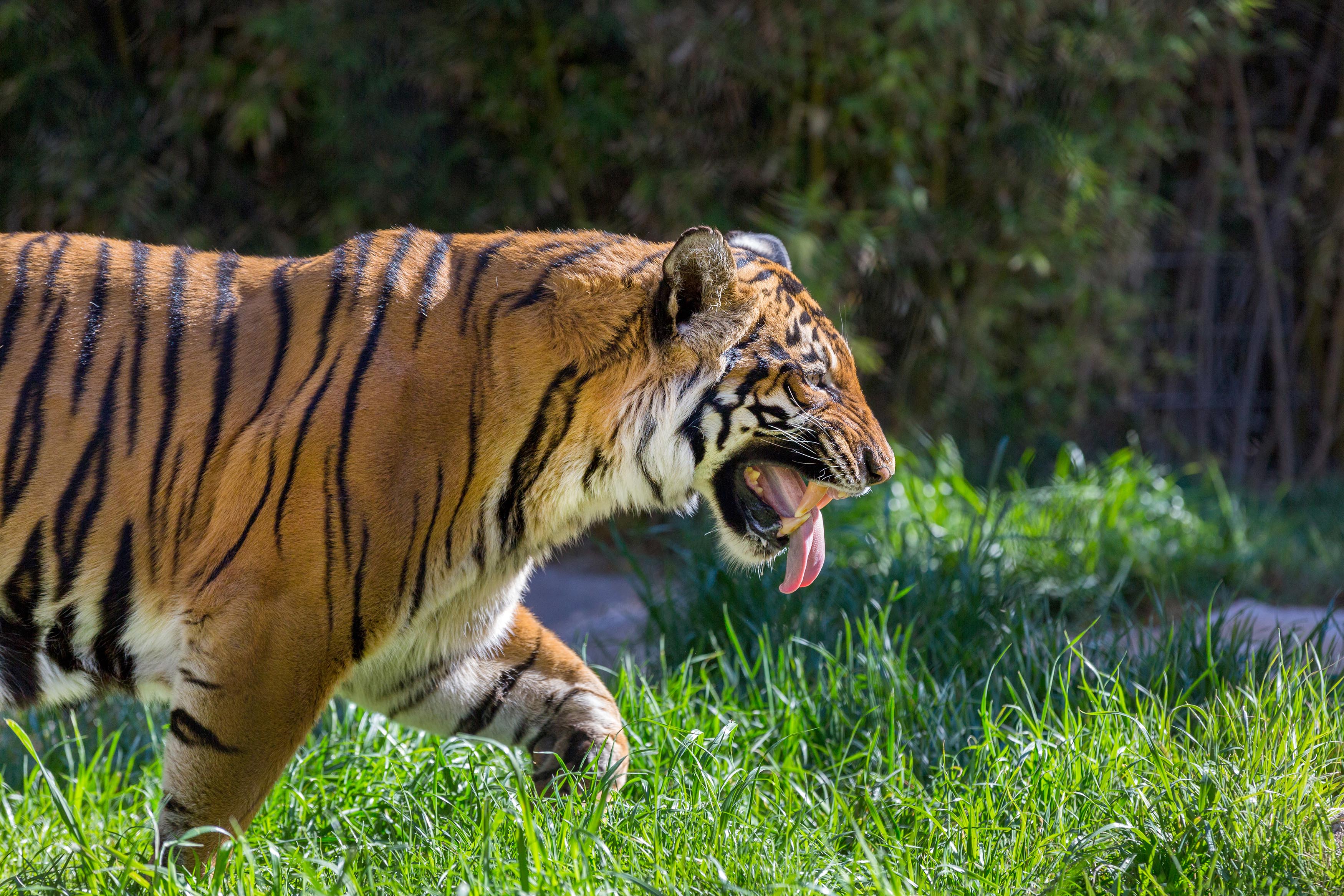 Eyes on the front, ready to hunt! | Reid Park Zoo