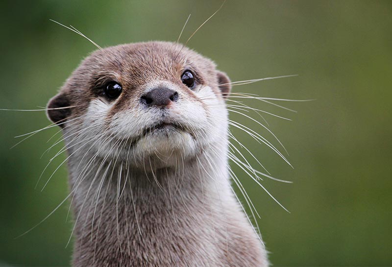 Small-clawed Otter