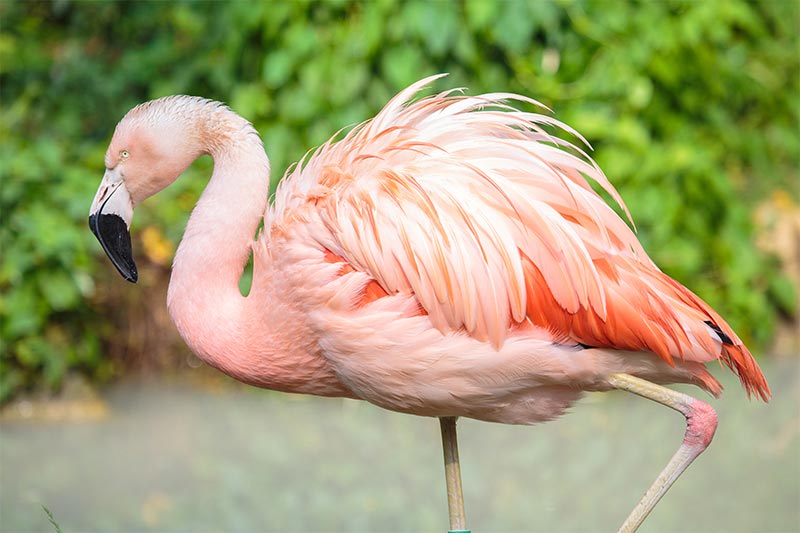 Chilean Flamingo