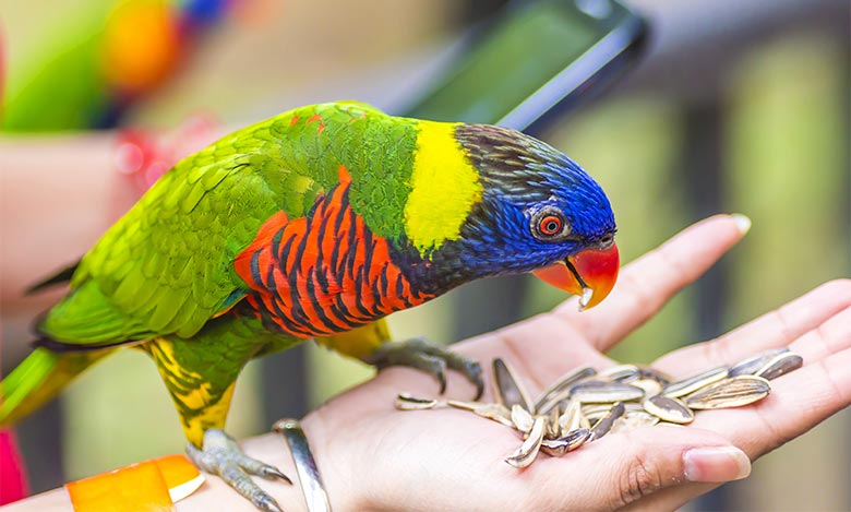 Lorikeet