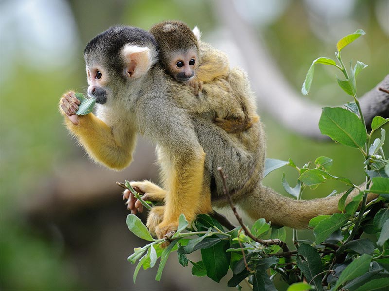 Squirrel Monkey and baby
