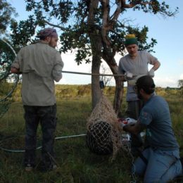 Weighing a Giant Anteater
