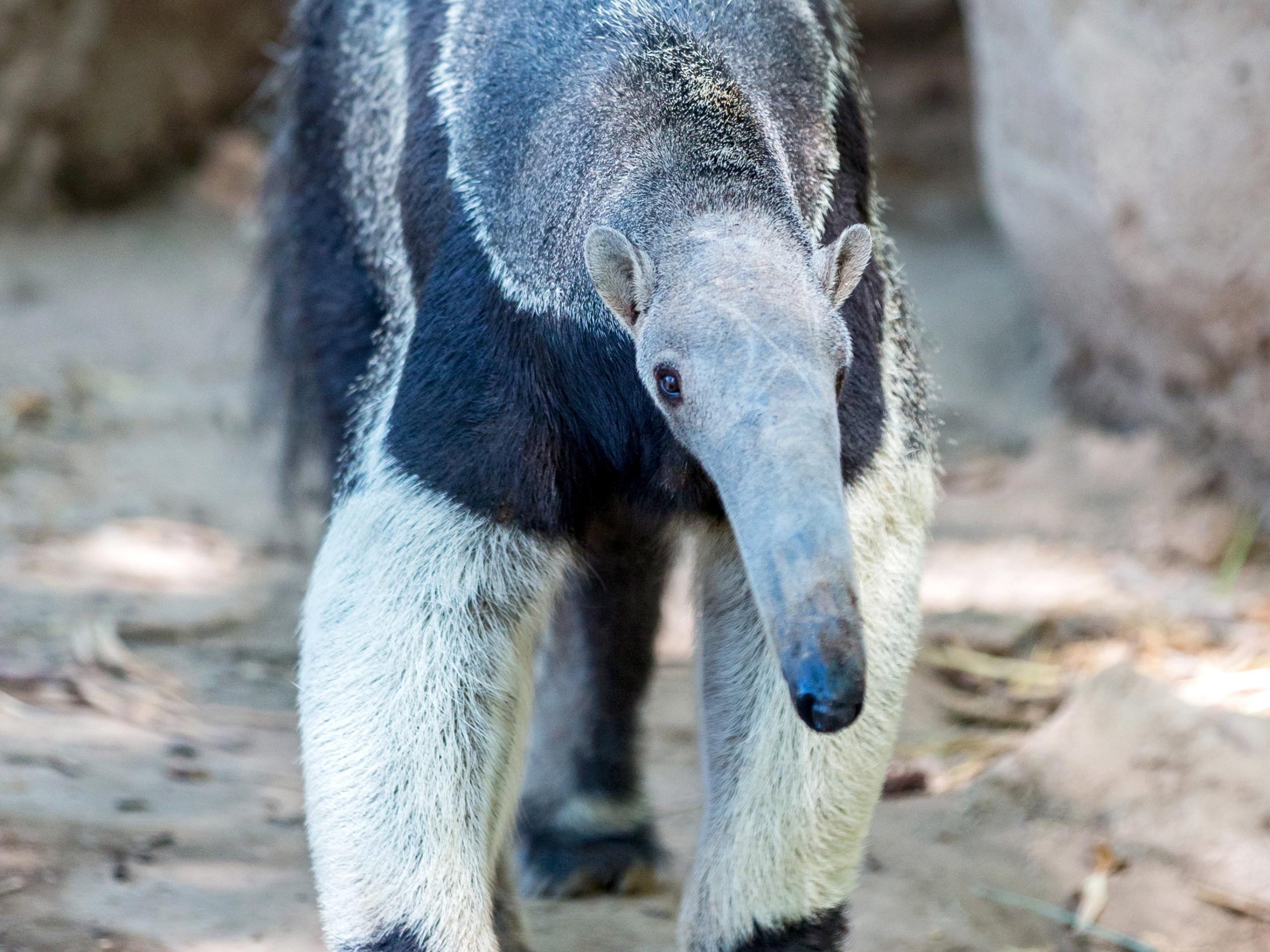 Working Together to Conserve Endangered Species