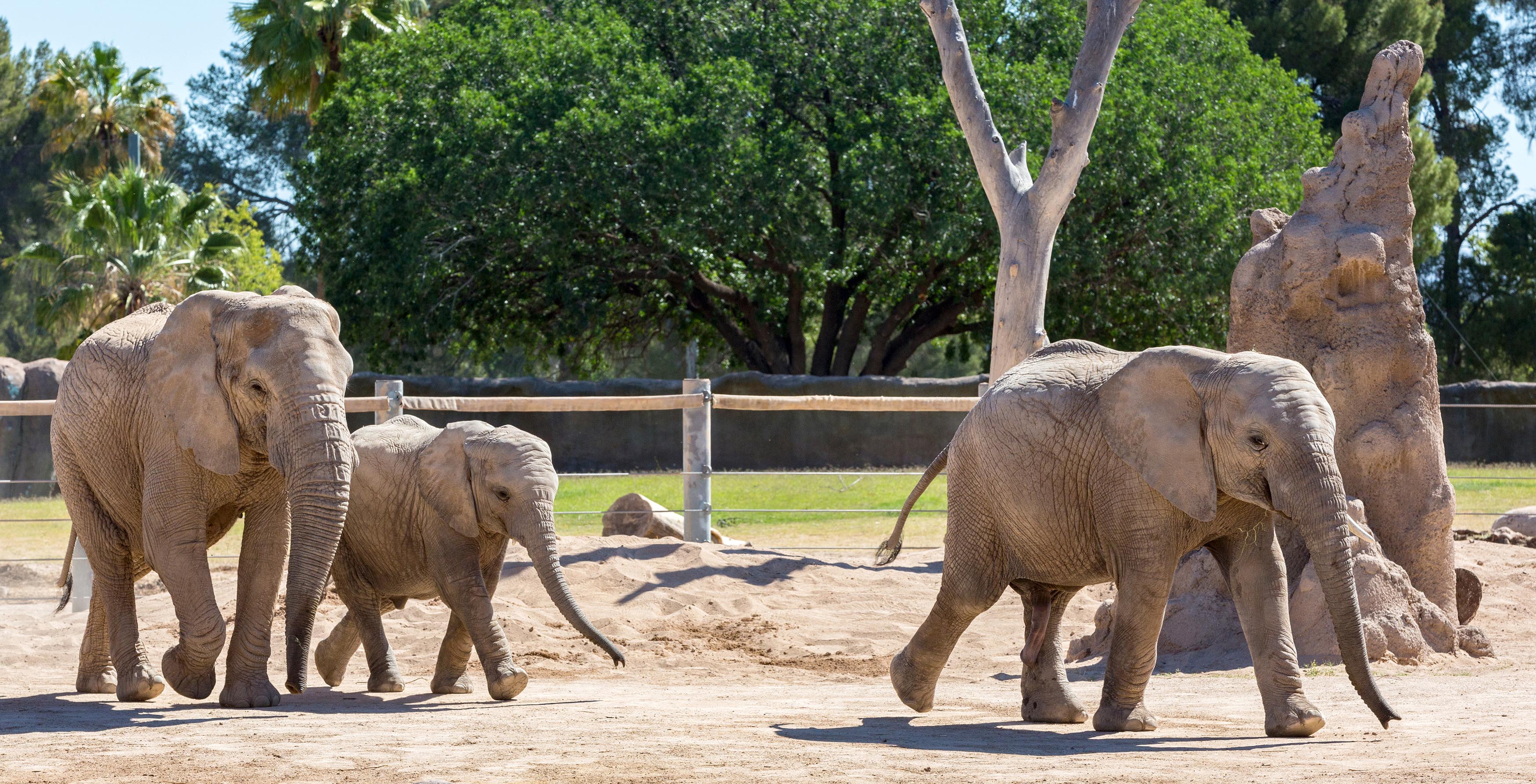 Reid Park Zoo Entrance Fee