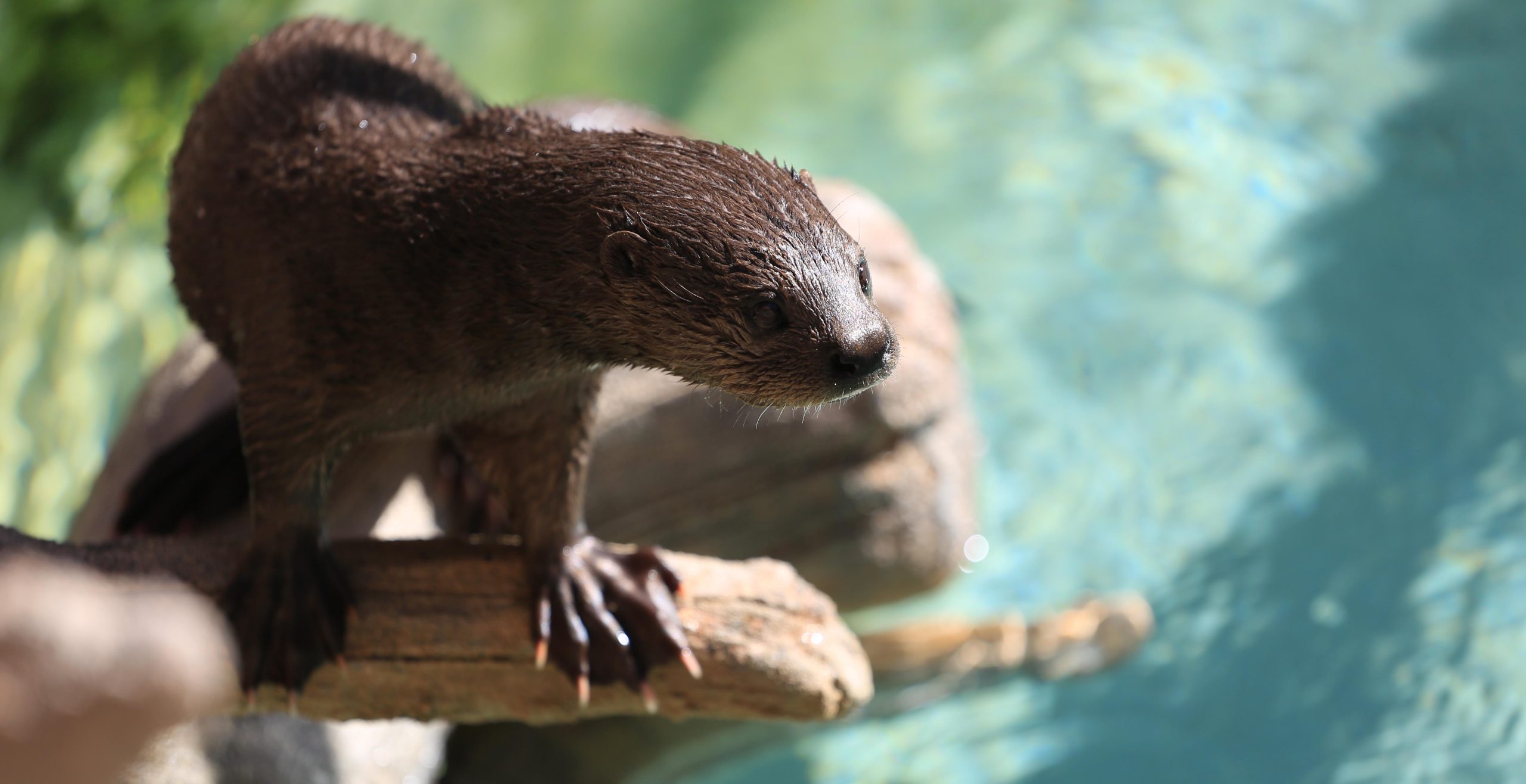Make Giving Tuesday a Giving Zooday!