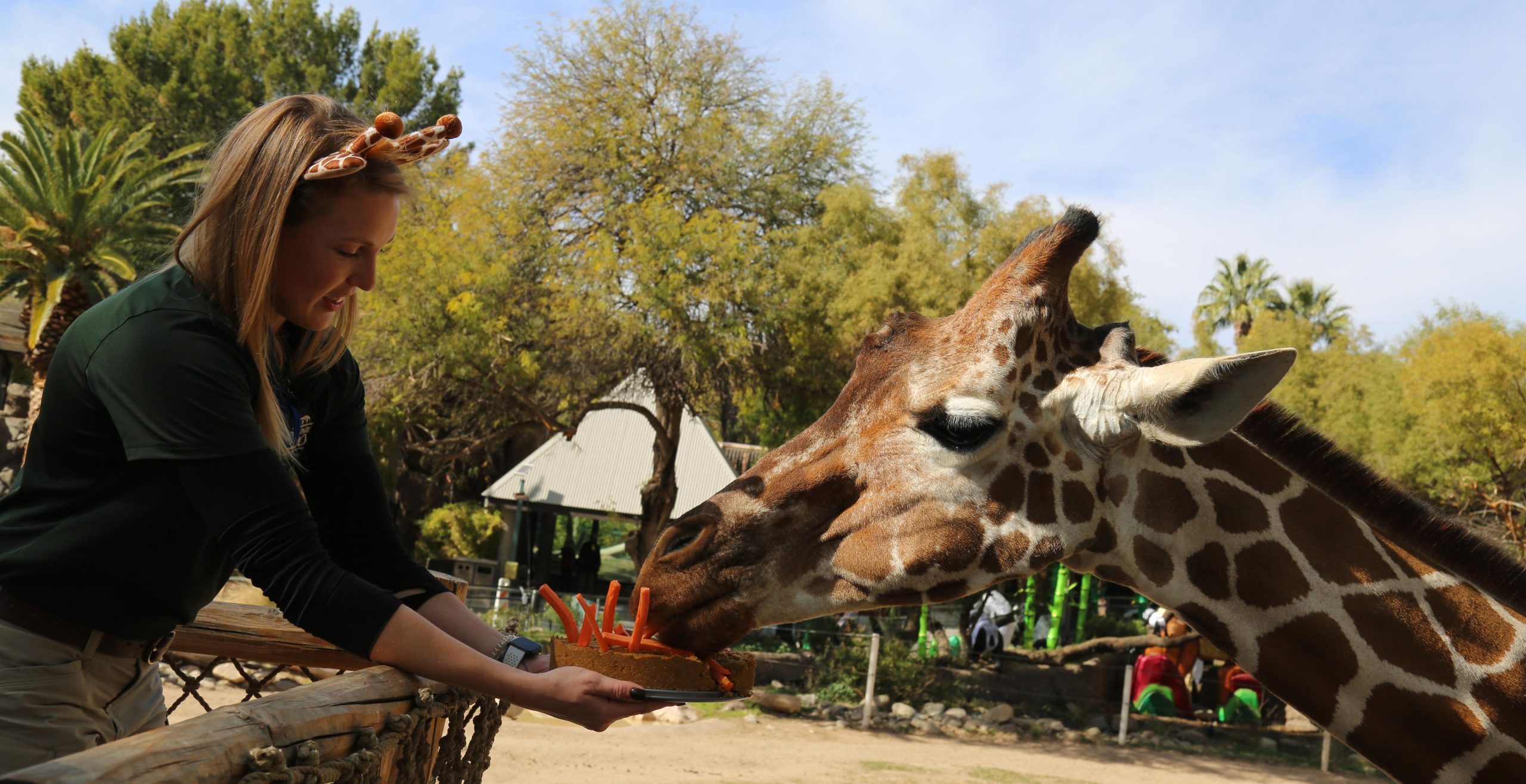 Denver the Giraffe Has a Milestone Birthday at Reid Park Zoo