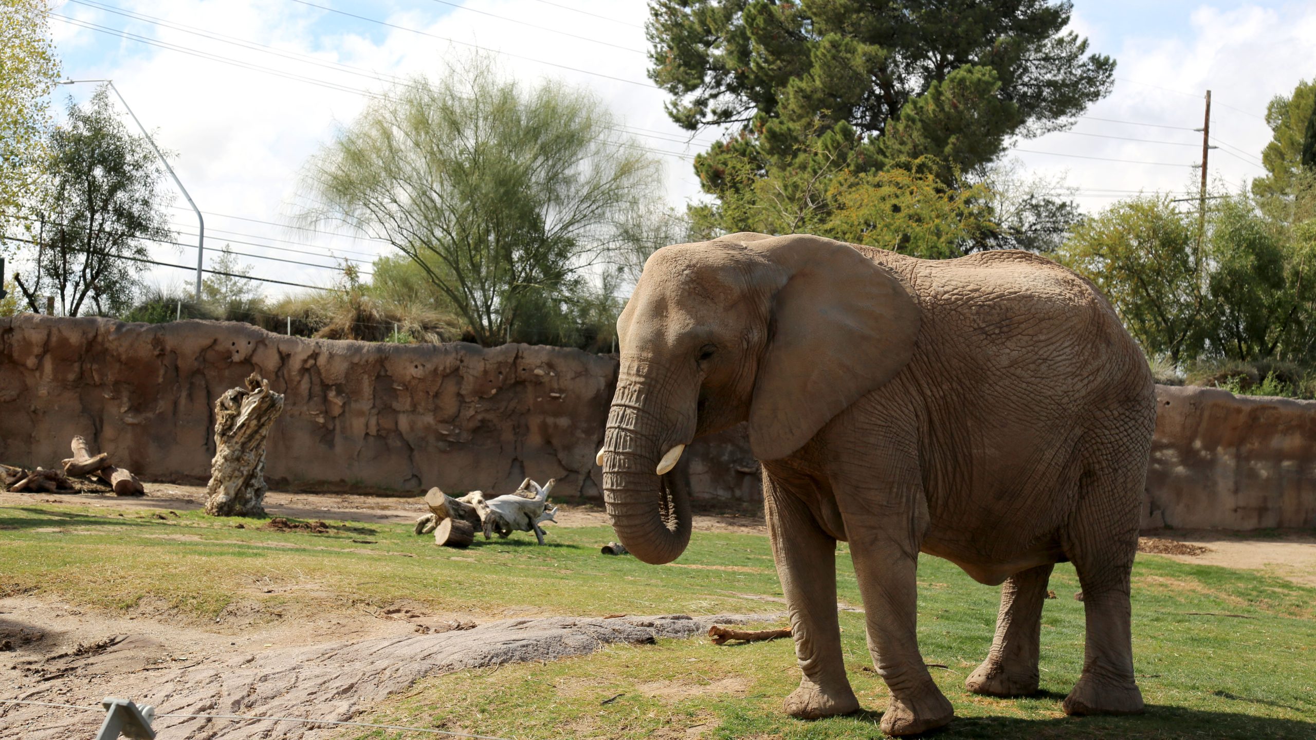 An Elephant Calf Is Due At Reid Park Zoo In 2020