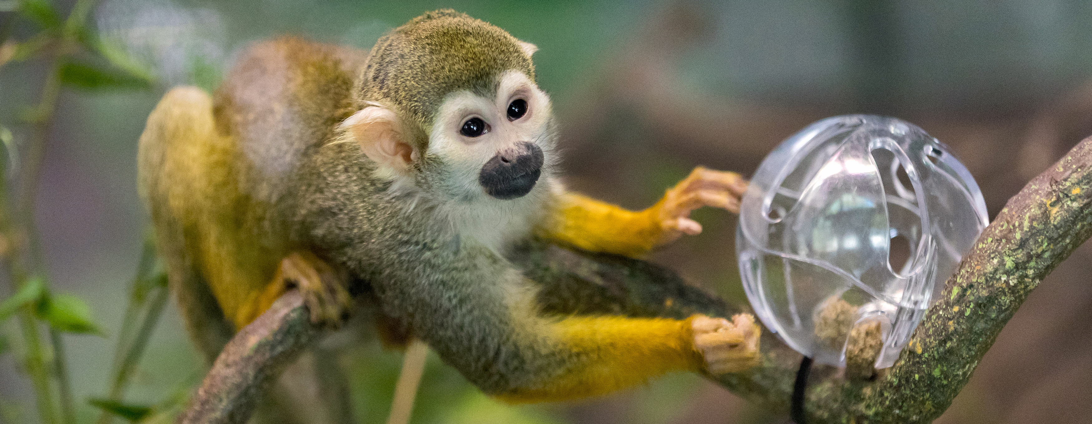 Squirrel Monkey | Reid Park Zoo