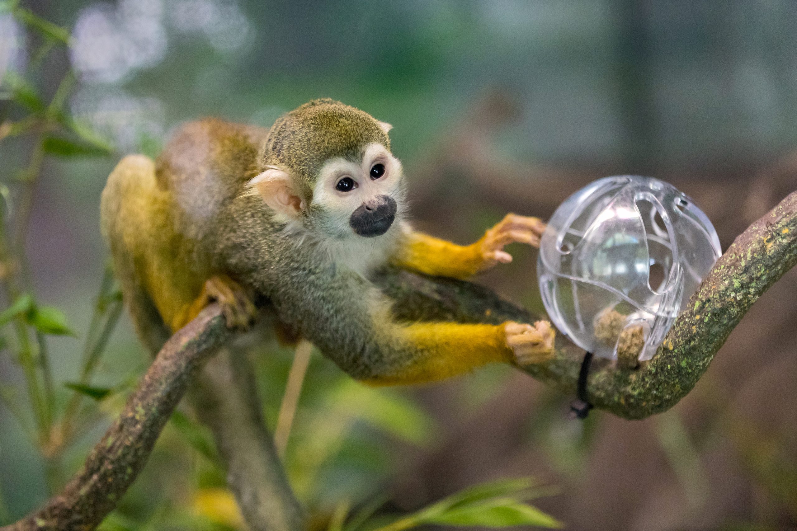 The Temple of Tiny Monkeys is Now Open