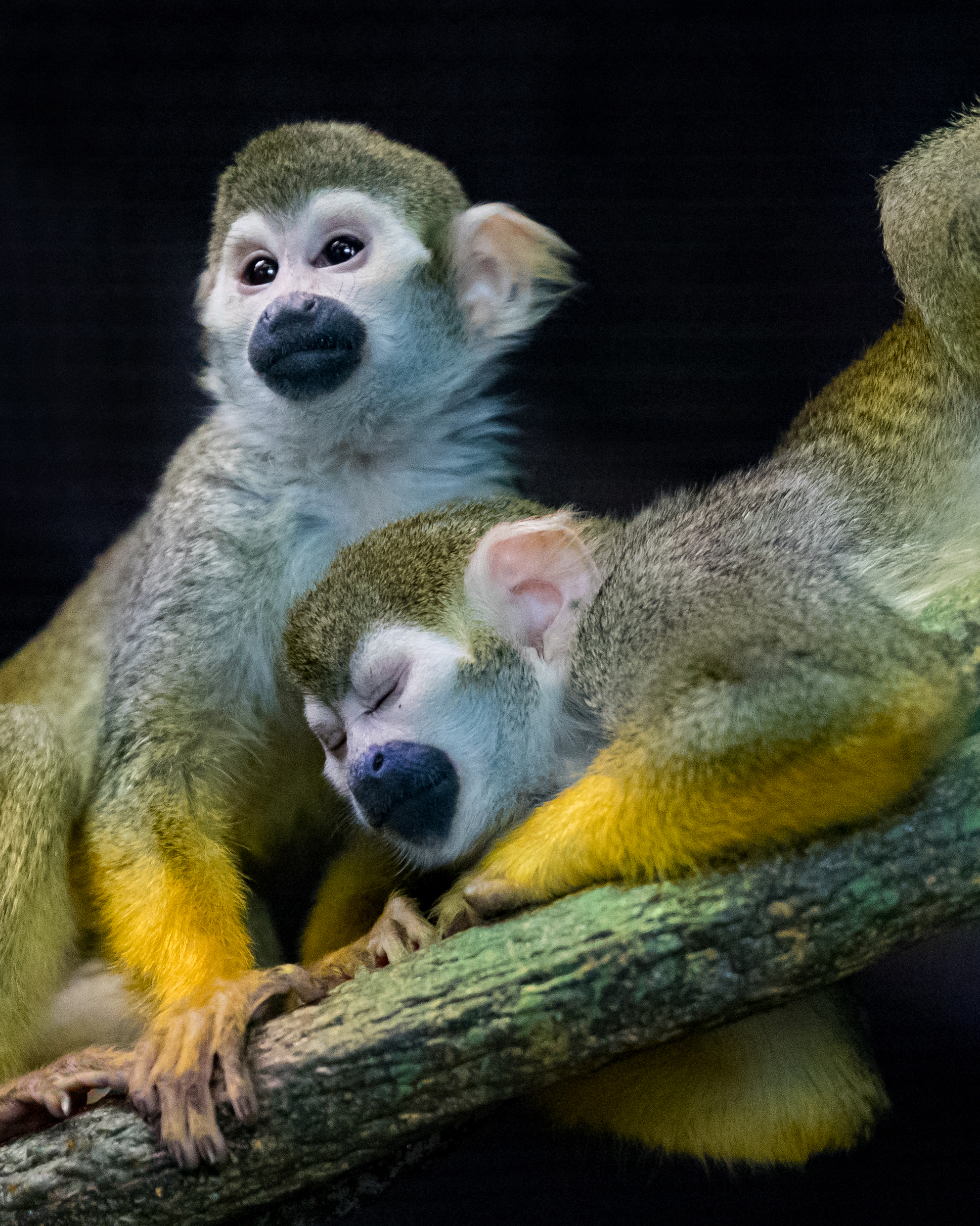 Collection 99+ Pictures Images Of Squirrel Monkeys Sharp