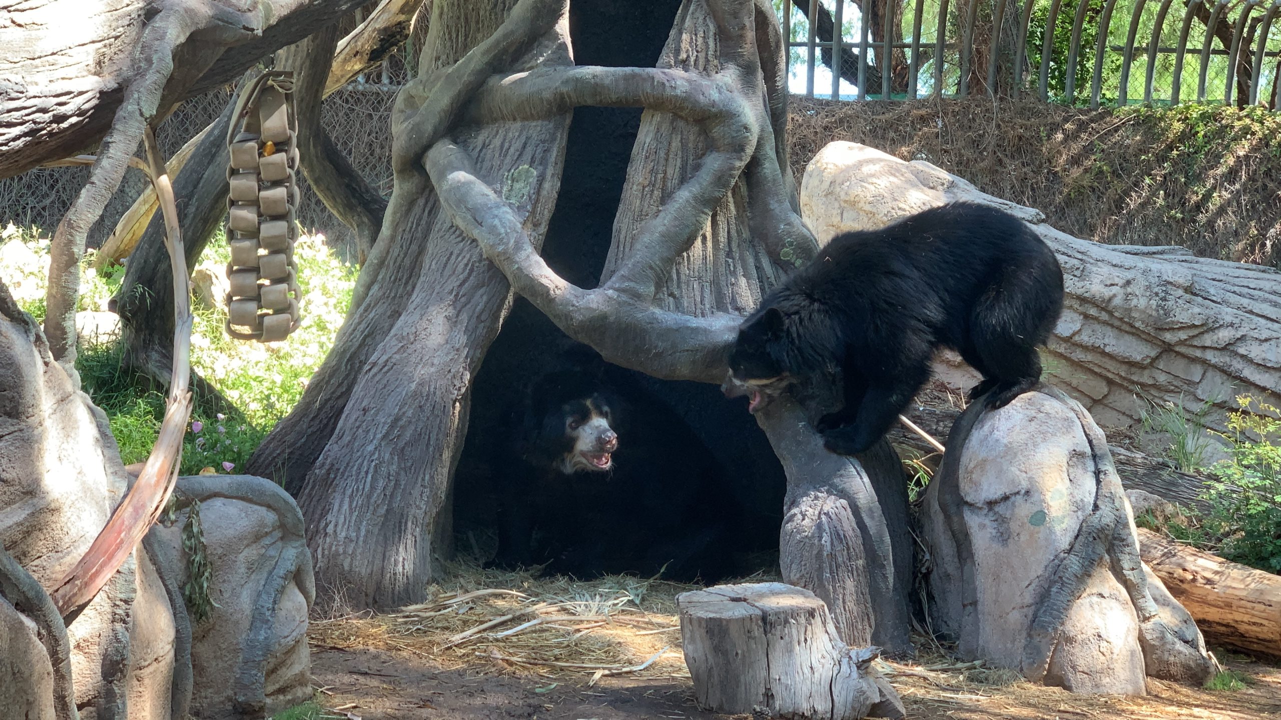 Getting to Know Each Other: Oja and Worf