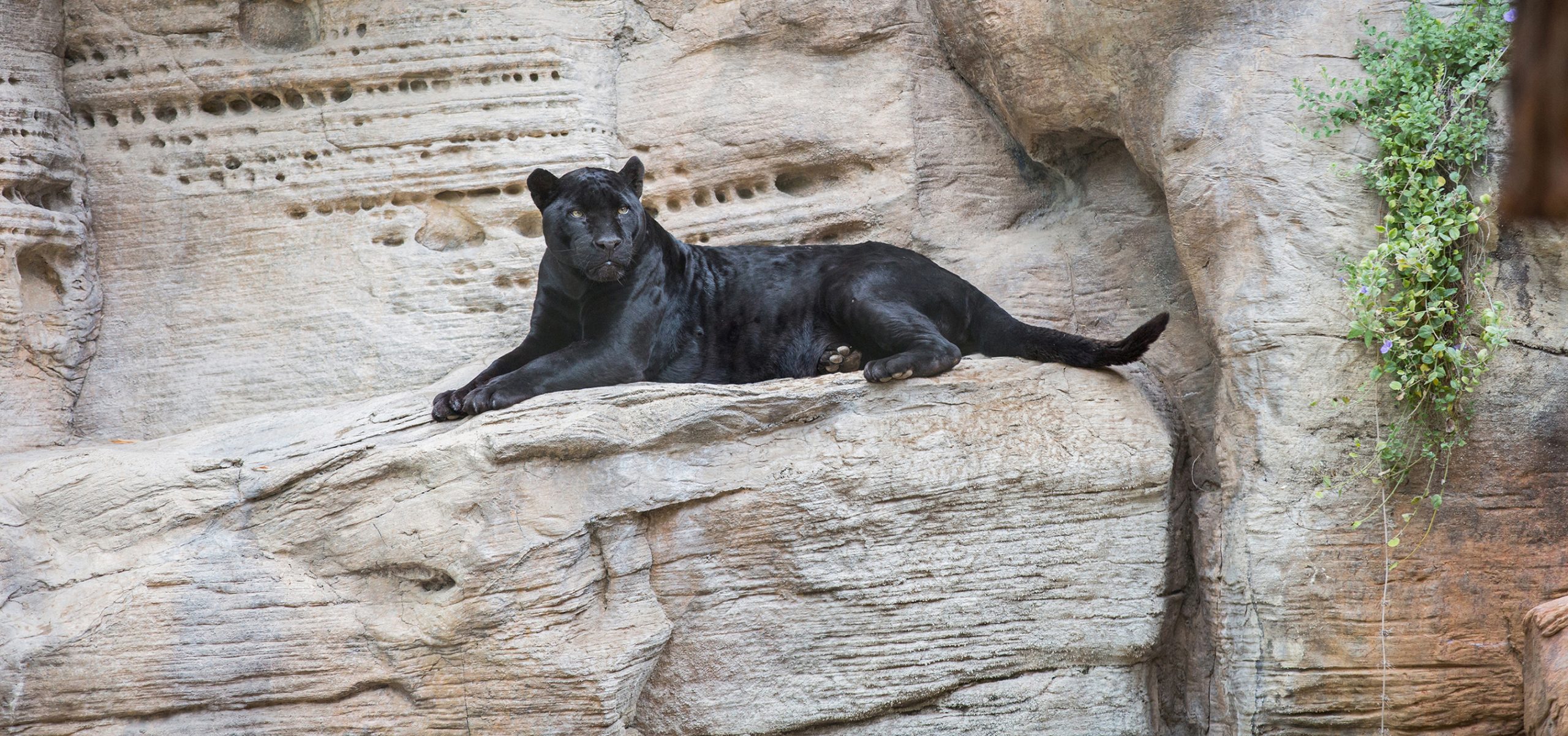 Reid Park Zoo Says Goodbye to Simone, the Oldest Jaguar in an AZA Zoo