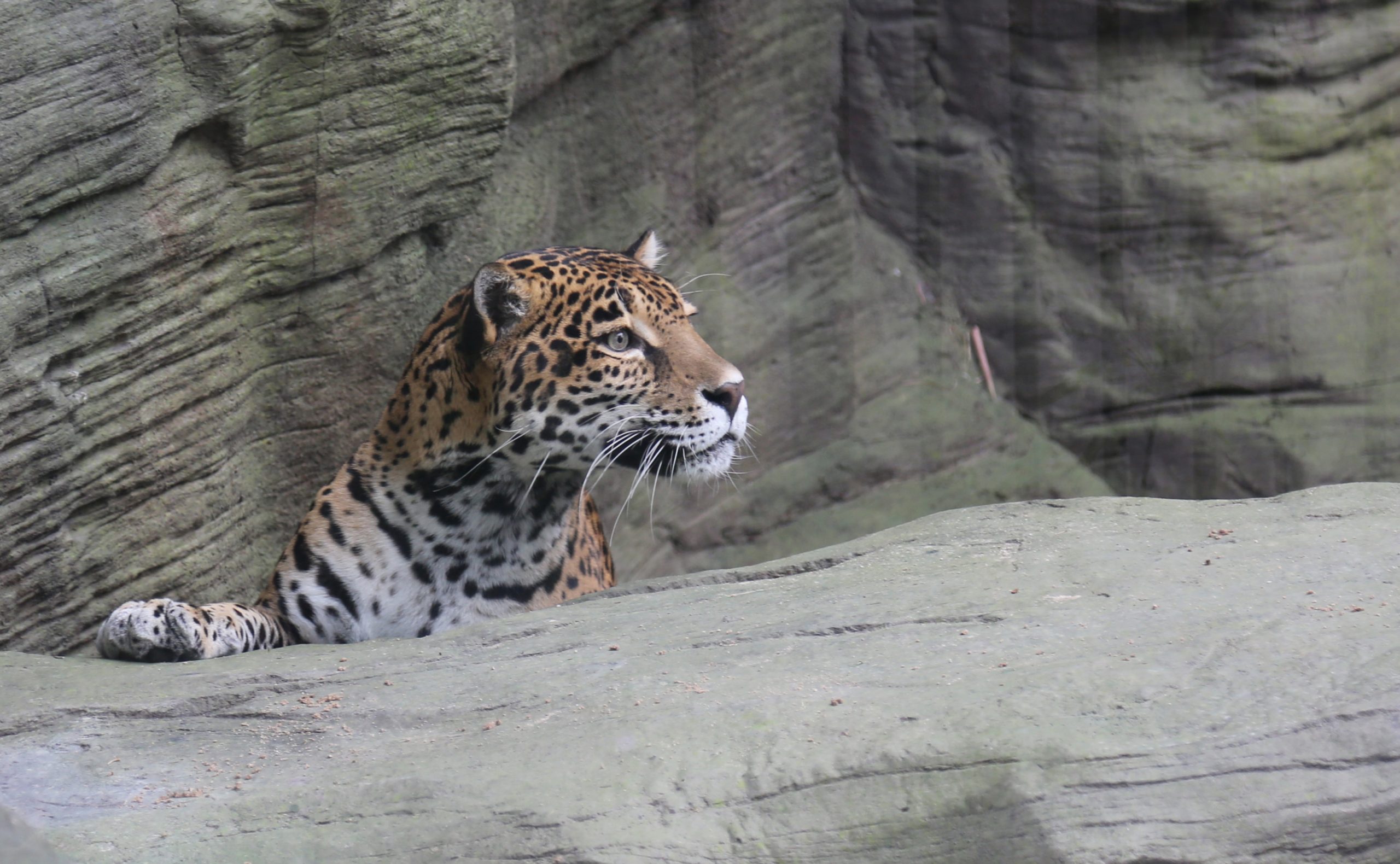 Bella the Jaguar is New at Reid Park Zoo
