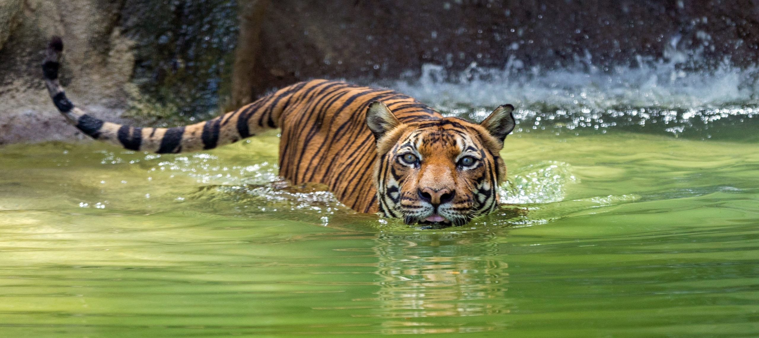 3 Ways Your Support Helps Your Zoo Every Day