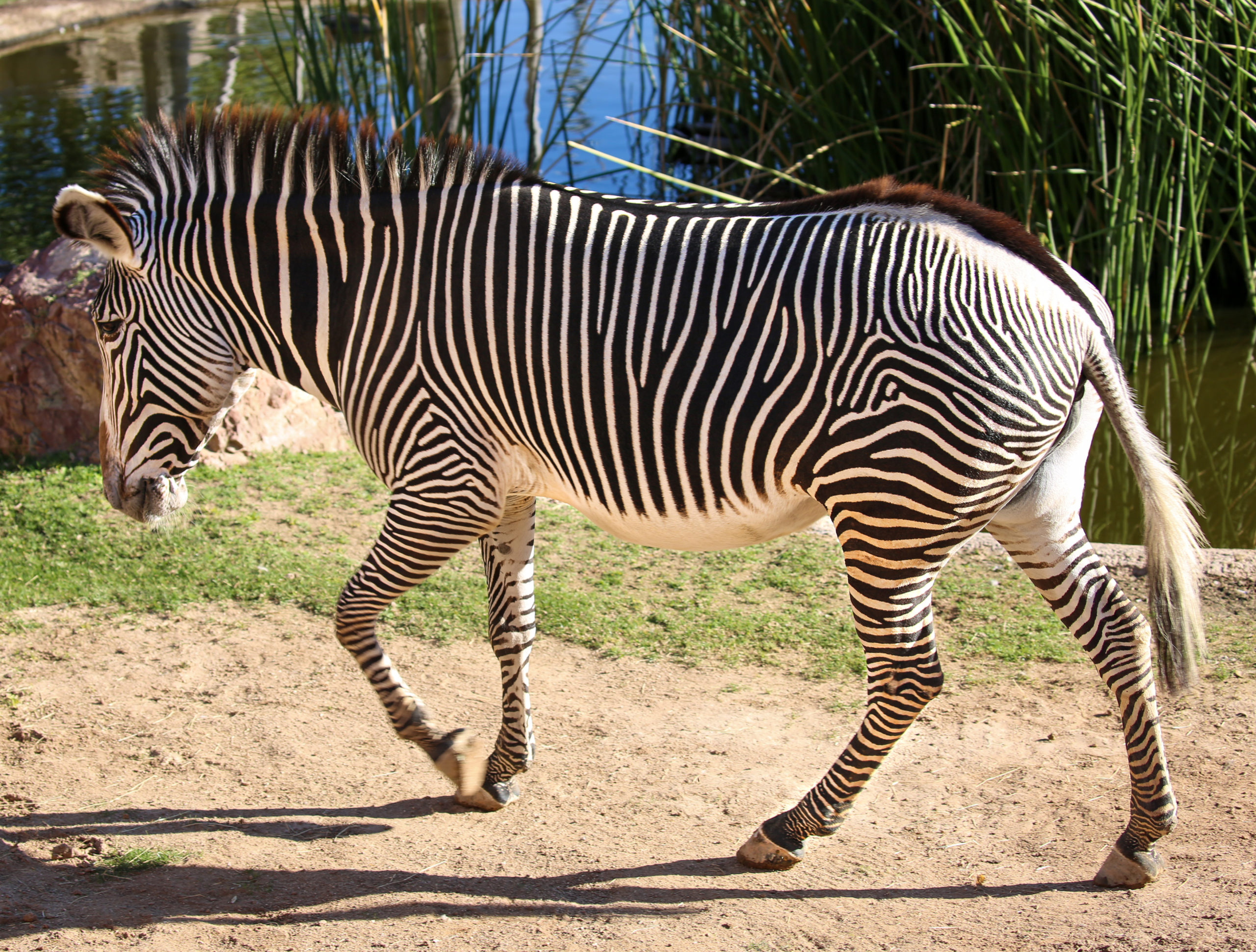 Anna the Grevy's Zebra is Pregnant | Reid Park Zoo