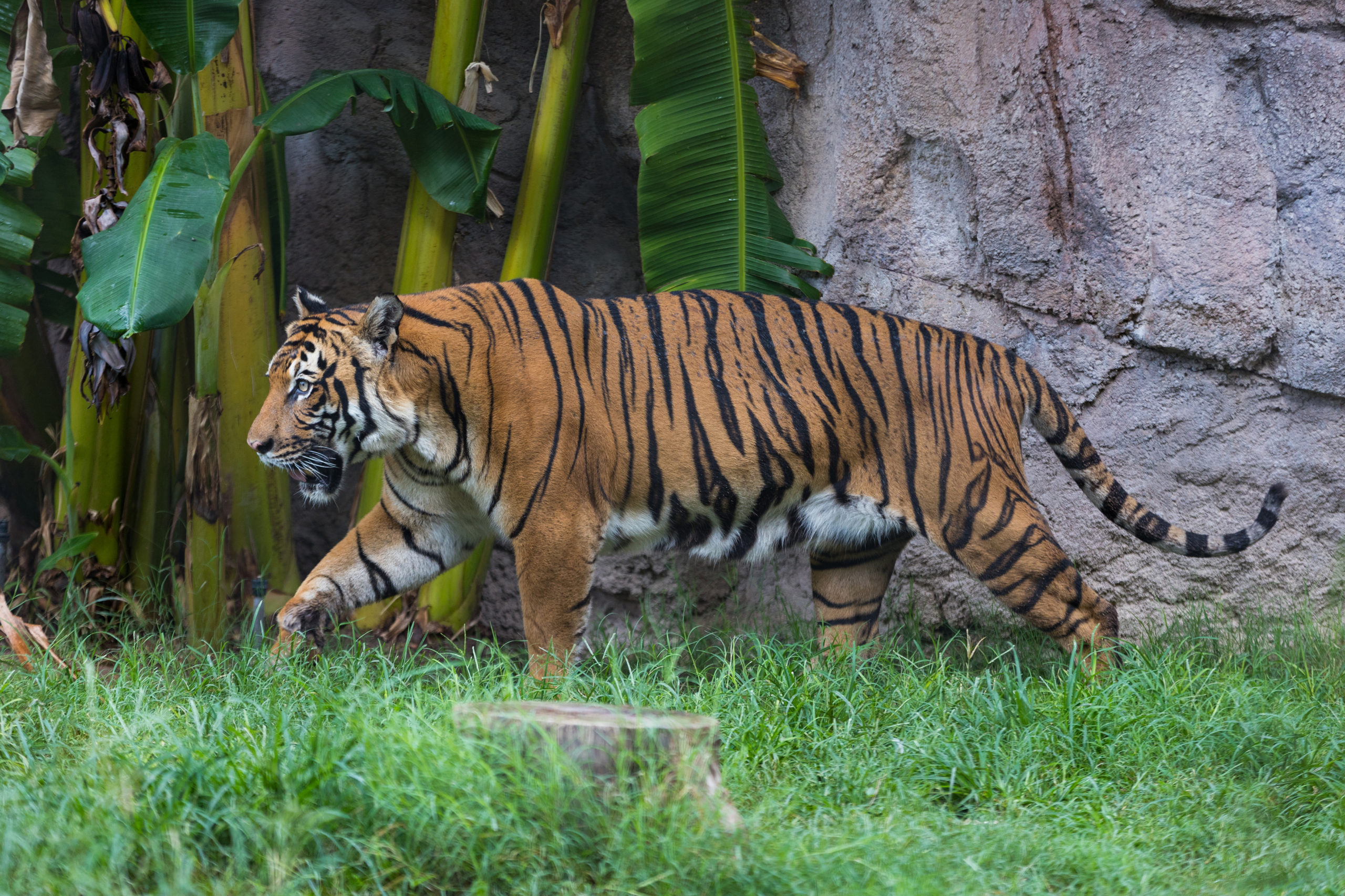 Reid Park Zoo Announces Death of Baheem, the 18-Year-Old Tiger