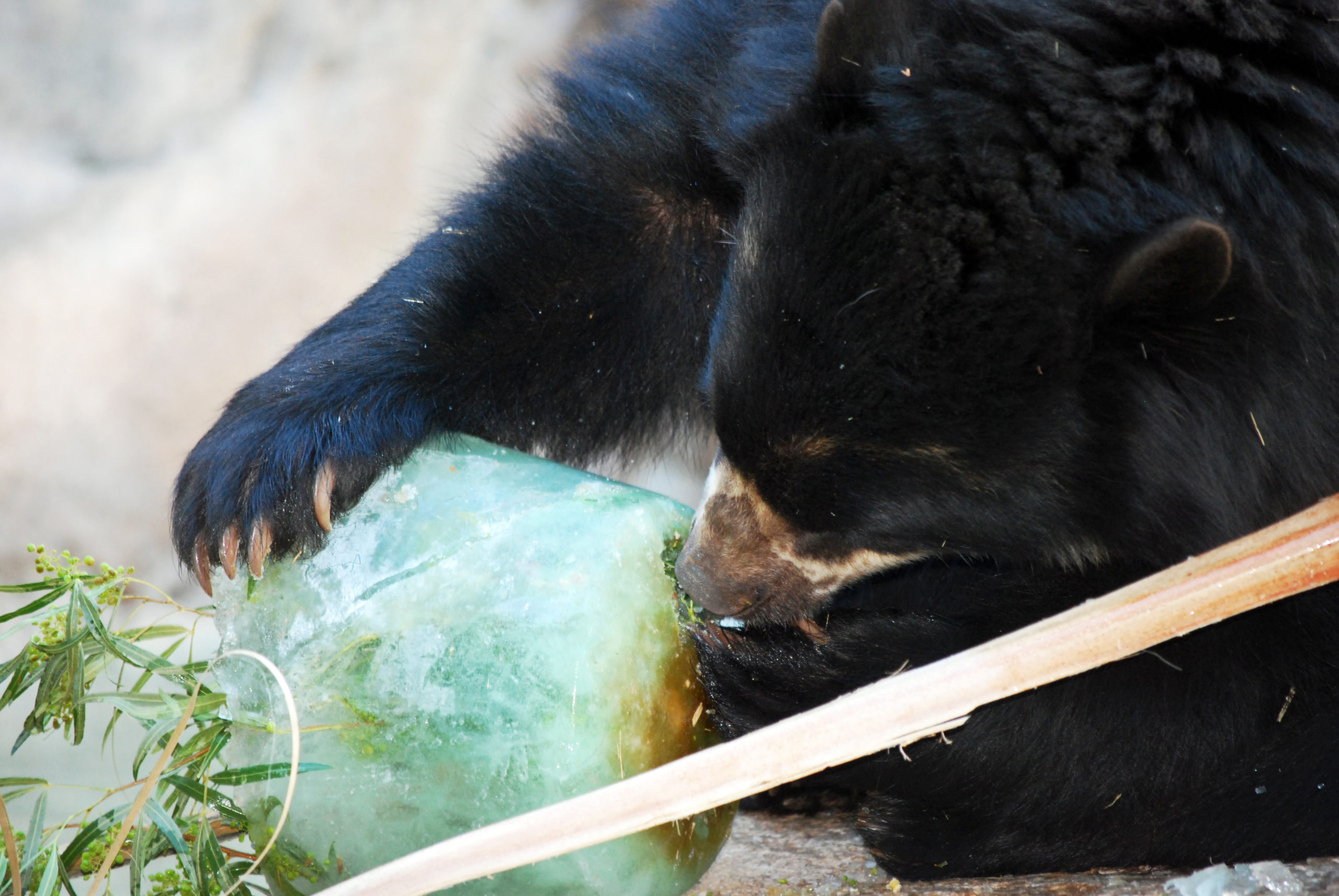 Oja the Andean Bear’s 6th Birthday and 1st Anniversary
