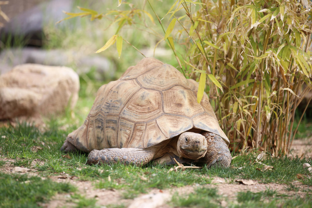 What's the Difference Between a Turtle and a Tortoise? | Reid Park Zoo