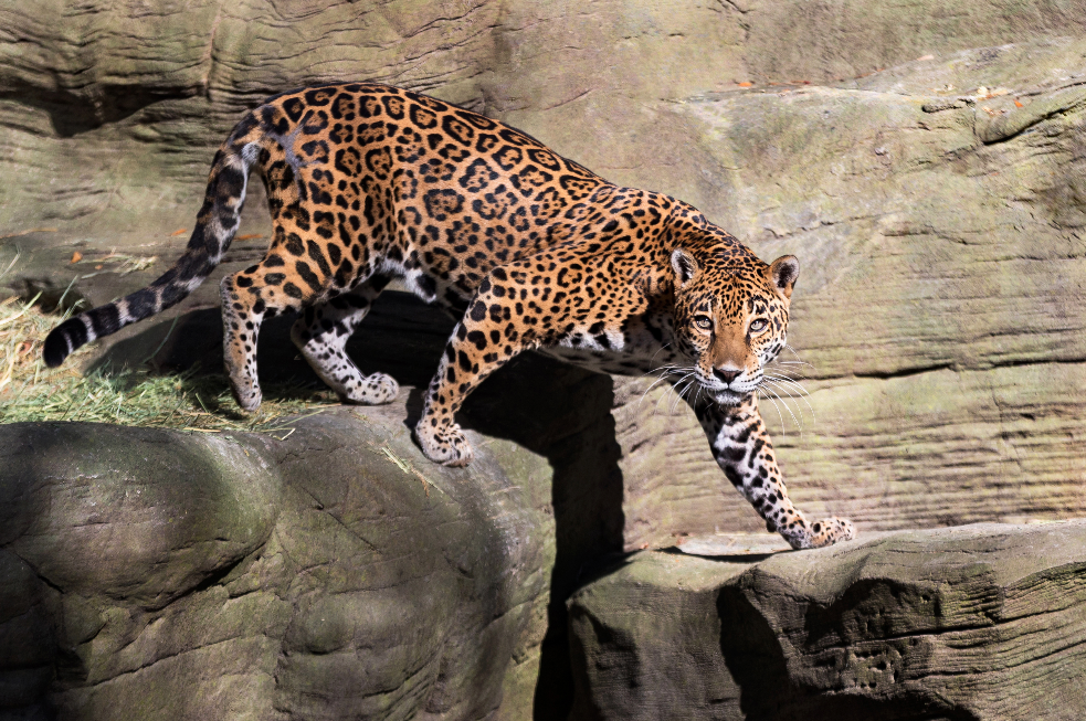 Jaguar Jaw Muscles | Reid Park Zoo