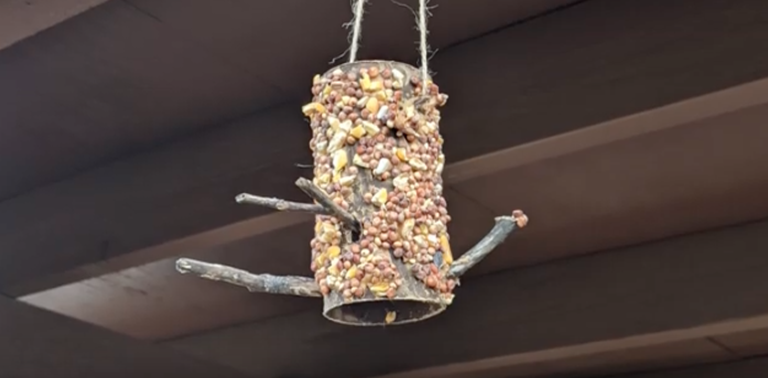 Bird Seed Feeder Activity
