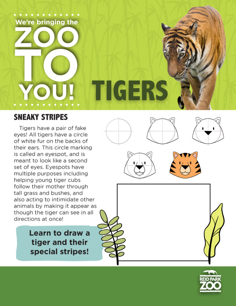 Activity Page: Learn to Draw a Tiger | Reid Park Zoo