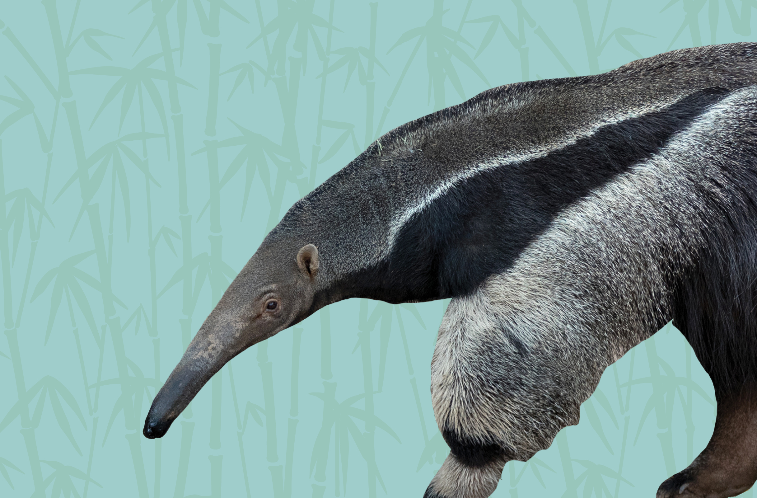 Activity Page: Giant Anteater Coloring Sheet
