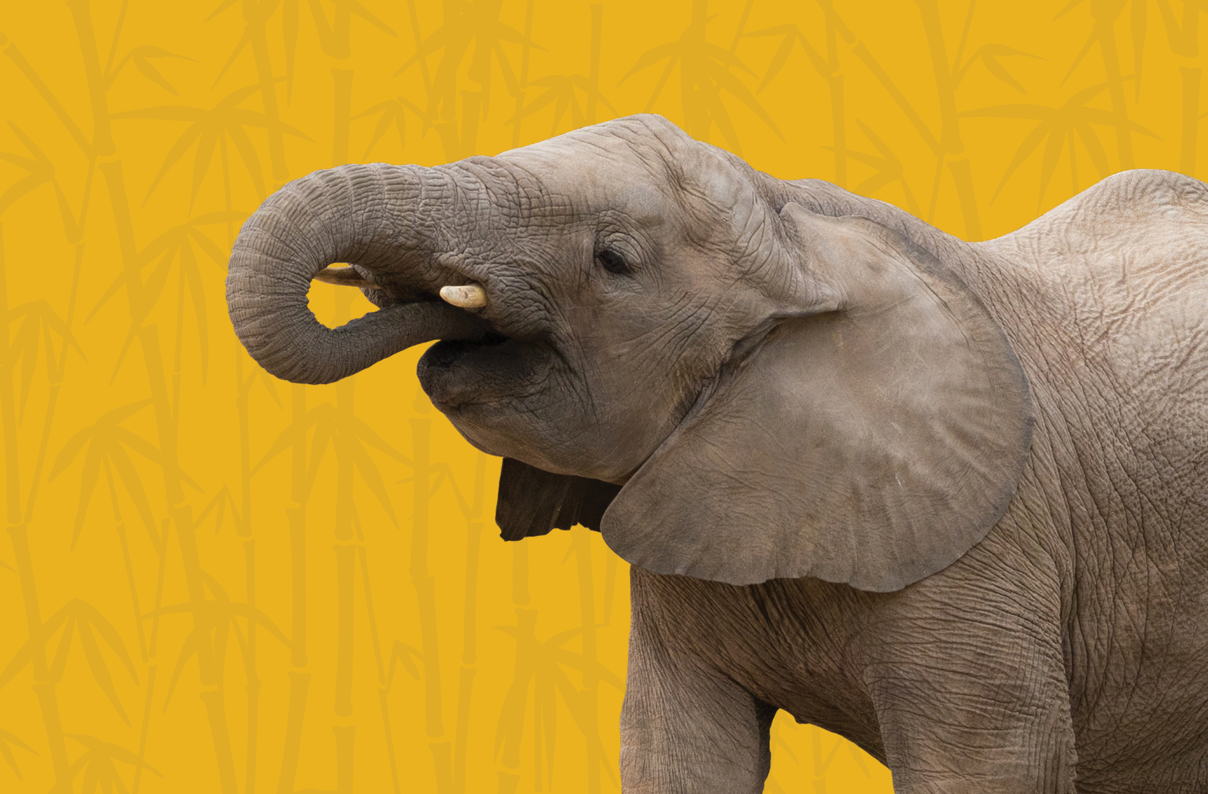 Activity Page: Elephant Word Search